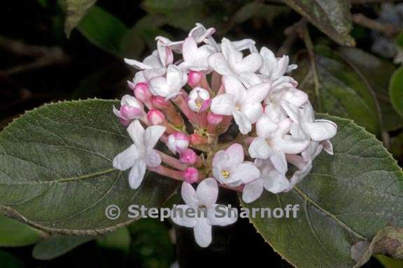 viburnum carlesii 2 graphic